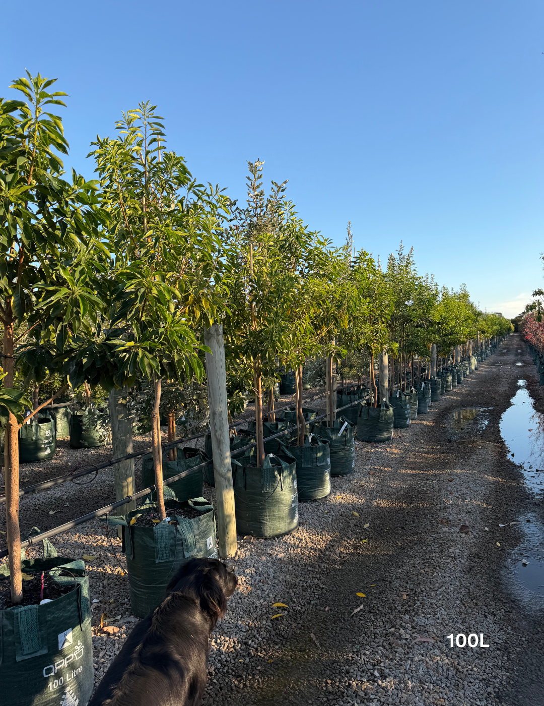 Hymenosporum flavum - Native Frangipani - Evergreen Trees Direct