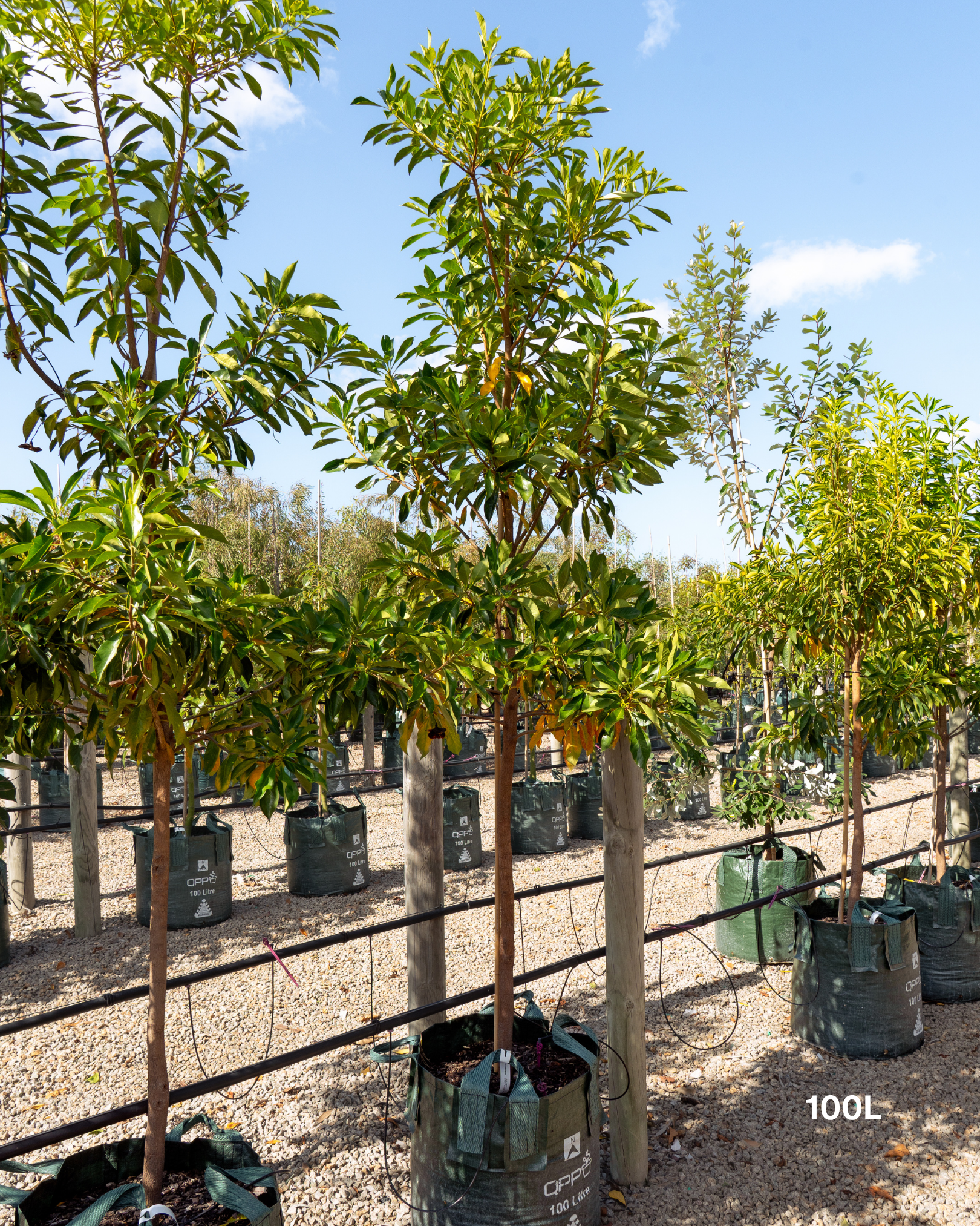 Hymenosporum flavum - Native Frangipani