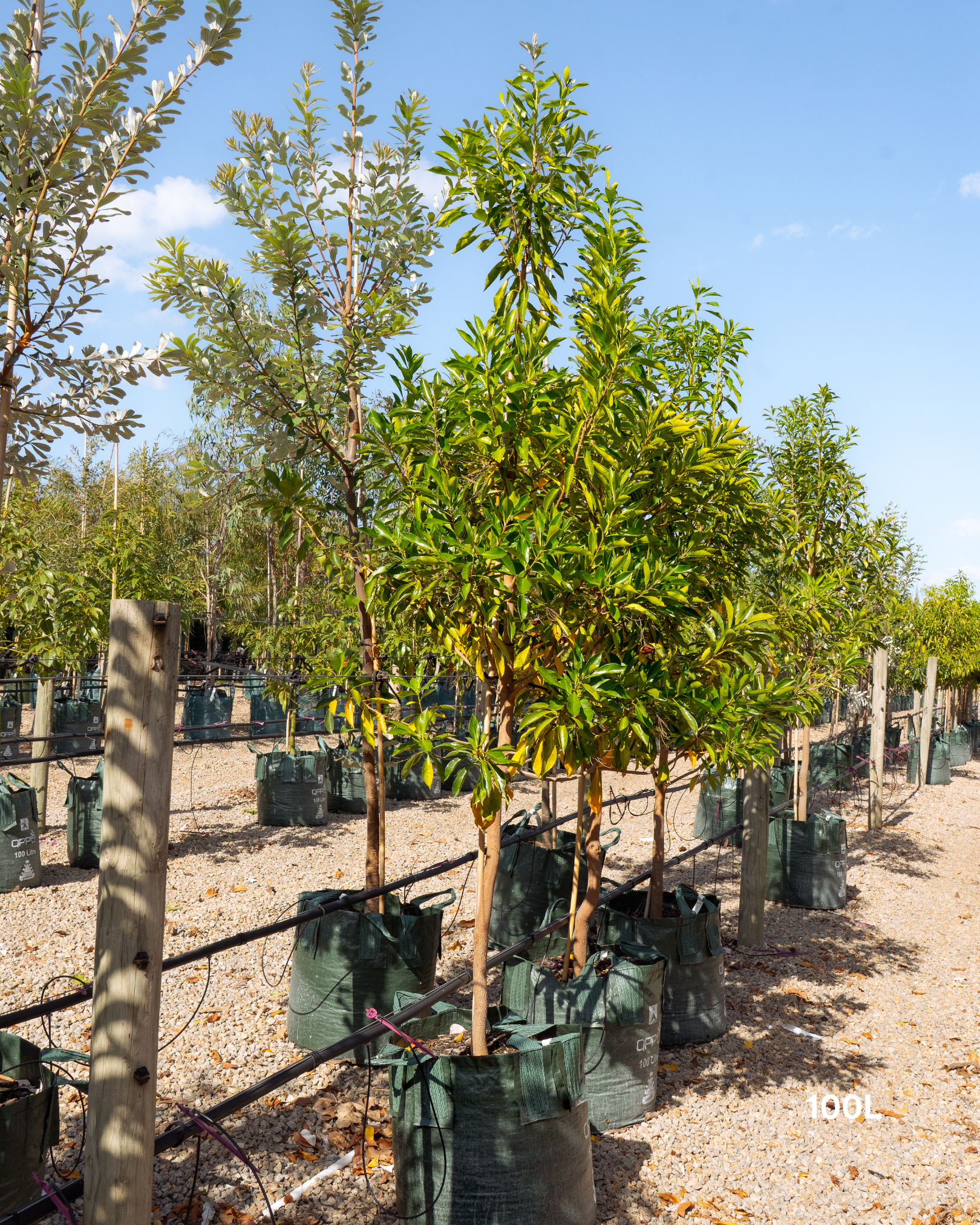 Hymenosporum flavum - Native Frangipani