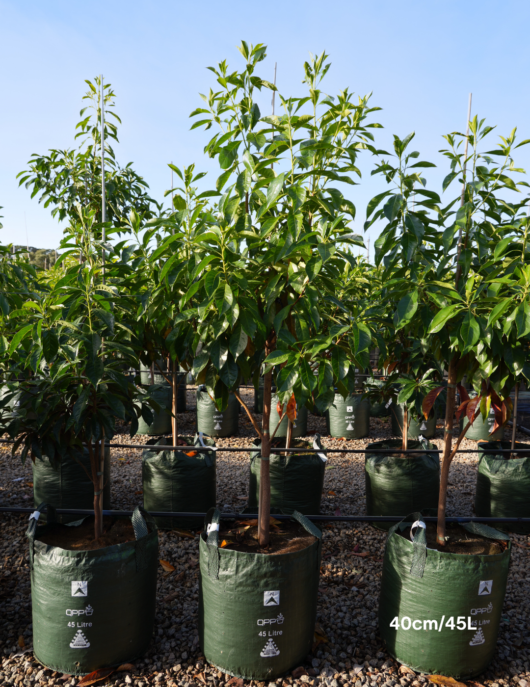 Hymenosporum flavum - Native Frangipani - Evergreen Trees Direct