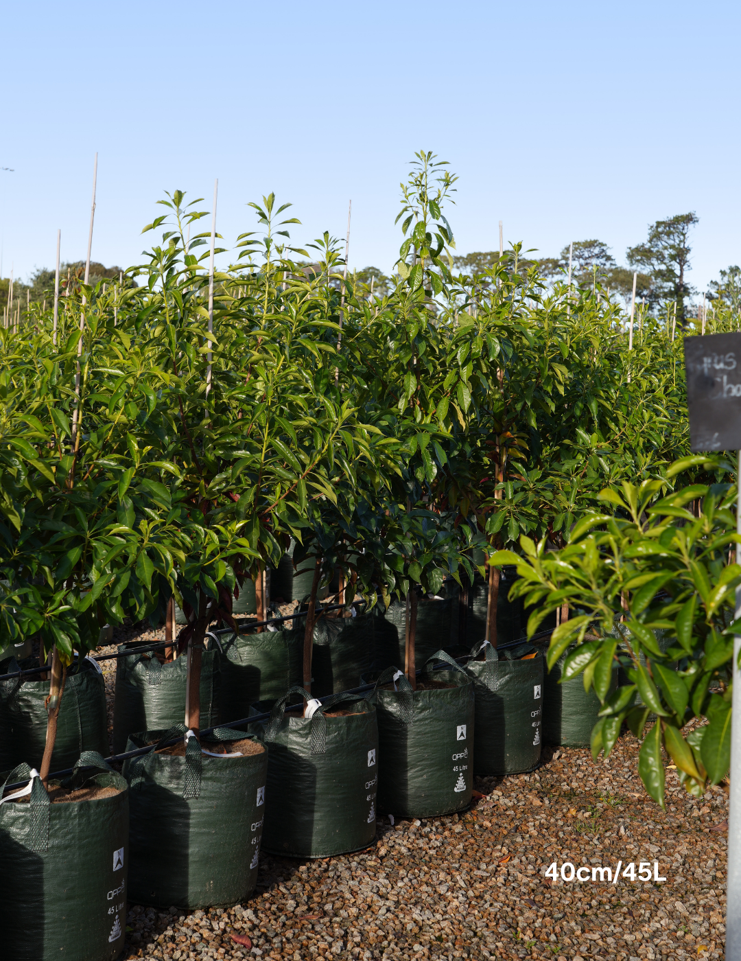 Hymenosporum flavum - Native Frangipani - Evergreen Trees Direct