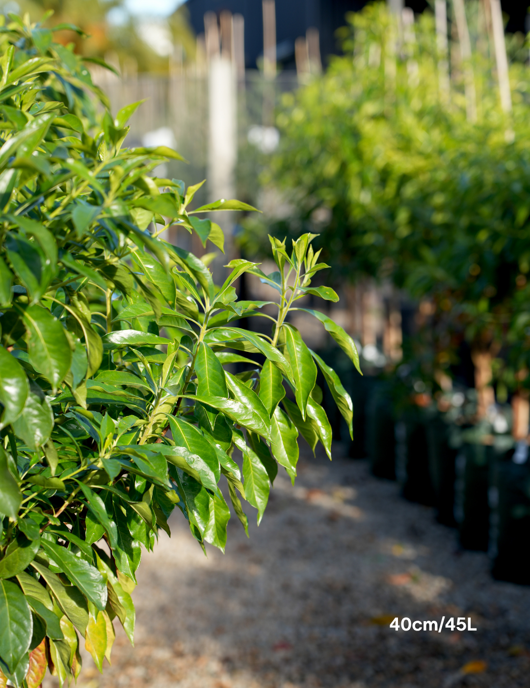 Hymenosporum flavum - Native Frangipani - Evergreen Trees Direct