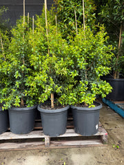 Syzygium australe 'Straight & Narrow' - Lilly Pilly - DECEMBER SALE