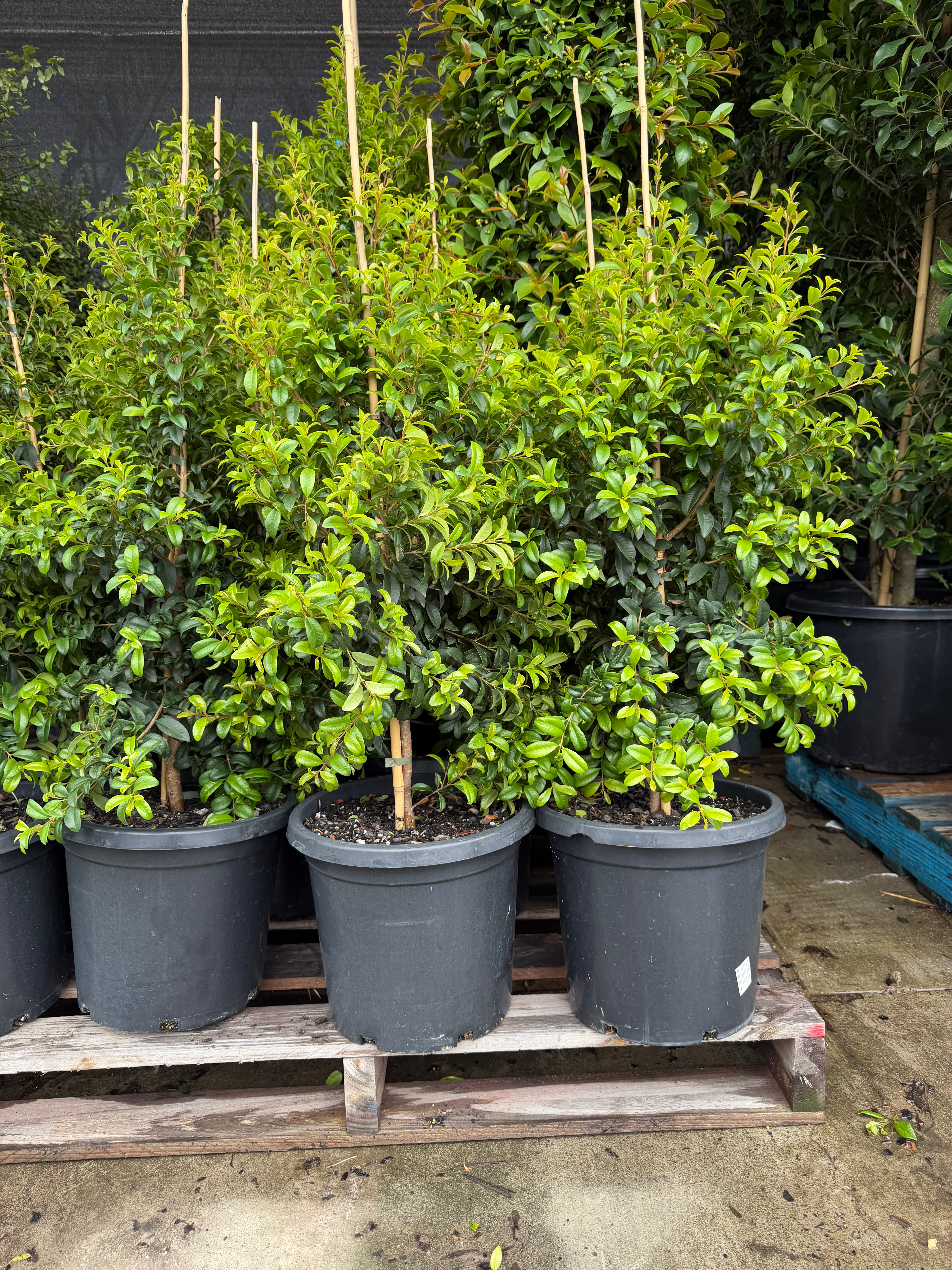 Syzygium australe 'Straight & Narrow' - Lilly Pilly - DECEMBER SALE