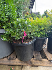 Rhaphiolepis indica 'Oriental Pearl' - DECEMBER SALE