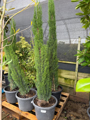 Cupressus sempervirens 'Glauca' - Pencil Pine - DECEMBER SALE