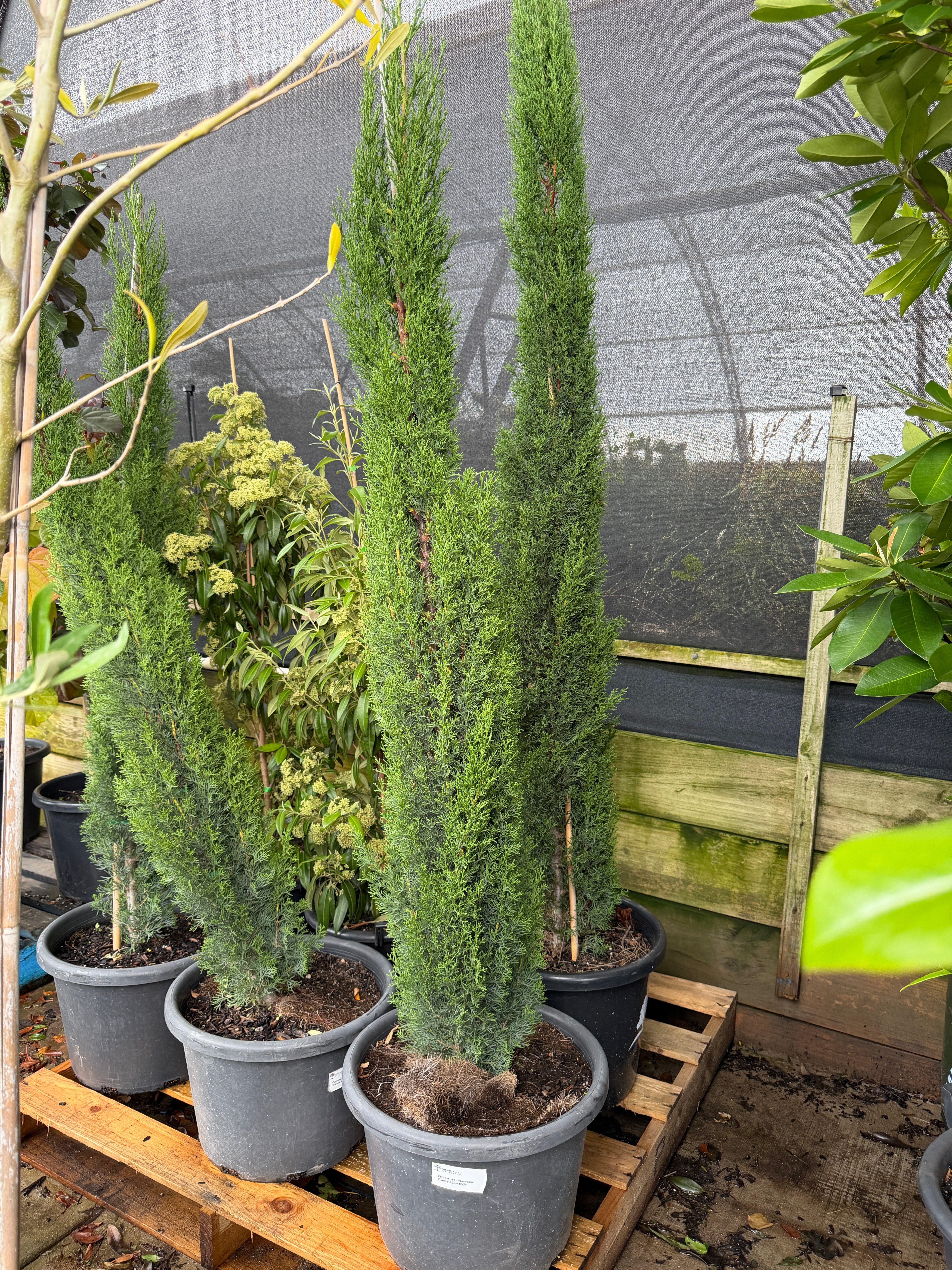 Cupressus sempervirens 'Glauca' - Pencil Pine - DECEMBER SALE