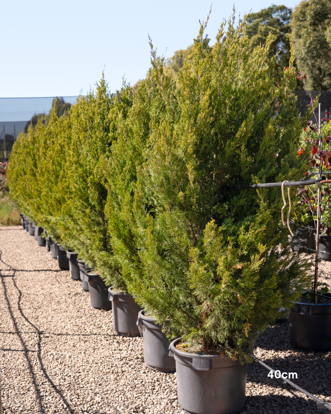 Juniperus chinensis 'Spartan'