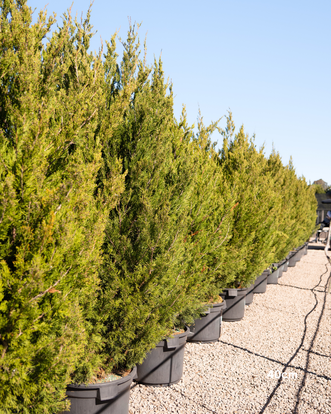 Juniperus chinensis 'Spartan'