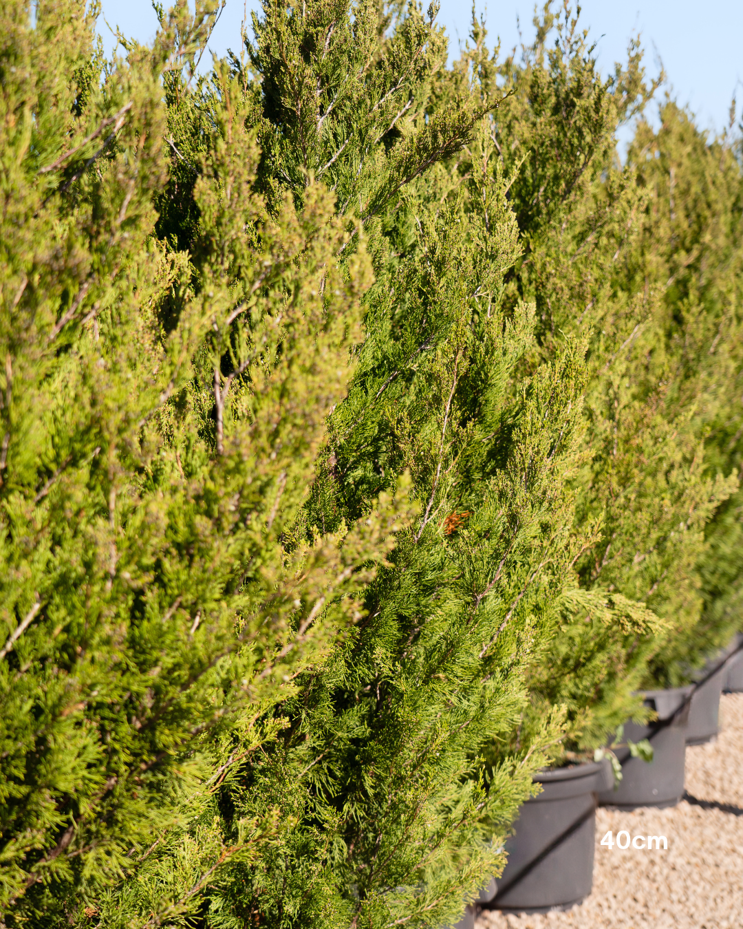 Juniperus chinensis 'Spartan'