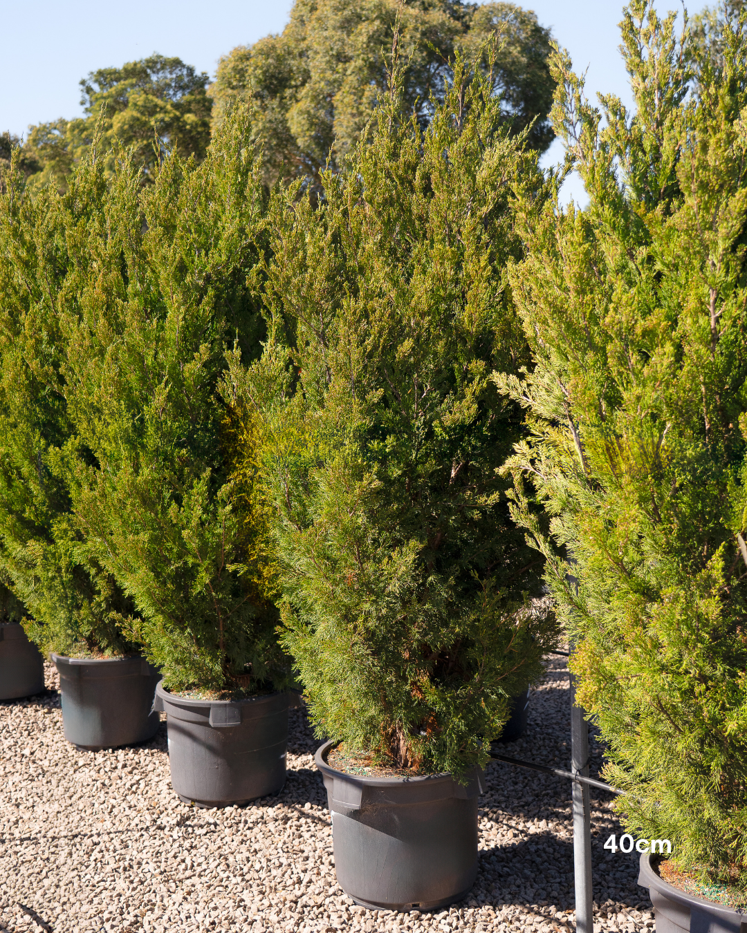 Juniperus chinensis 'Spartan'