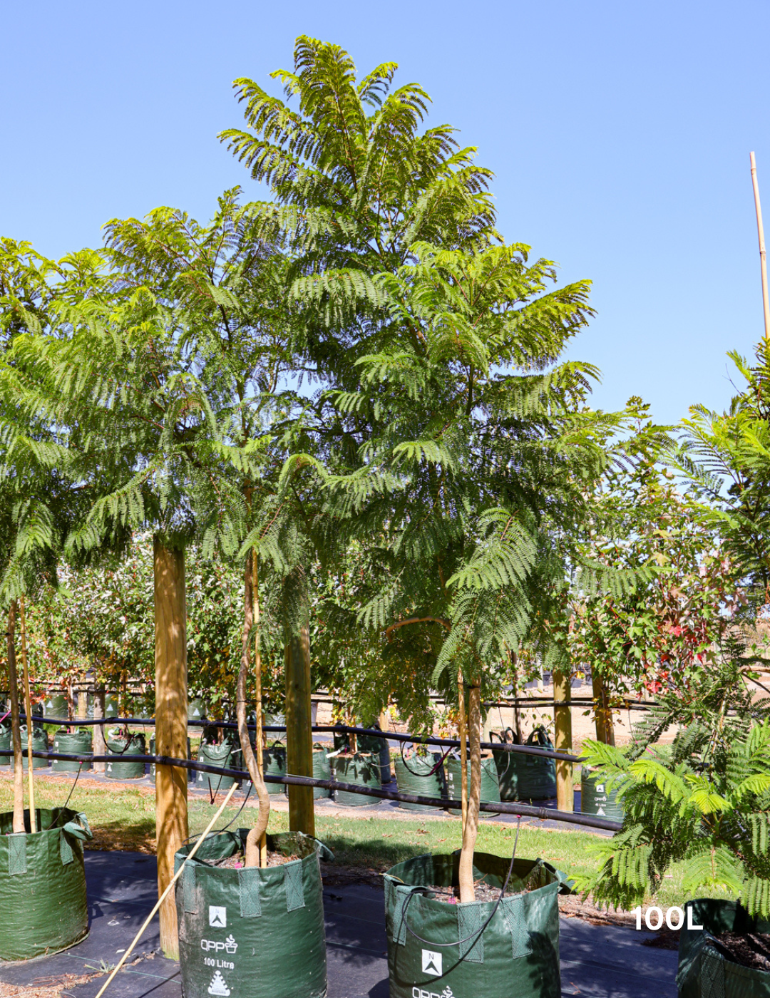 Jacaranda mimosifolia - Evergreen Trees Direct