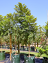 Jacaranda mimosifolia | Purple Flowering Feature Tree