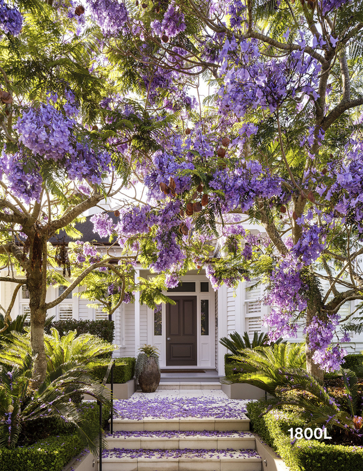 Top 5 Evergreen Trees with Non-Invasive Roots - Evergreen Trees Direct