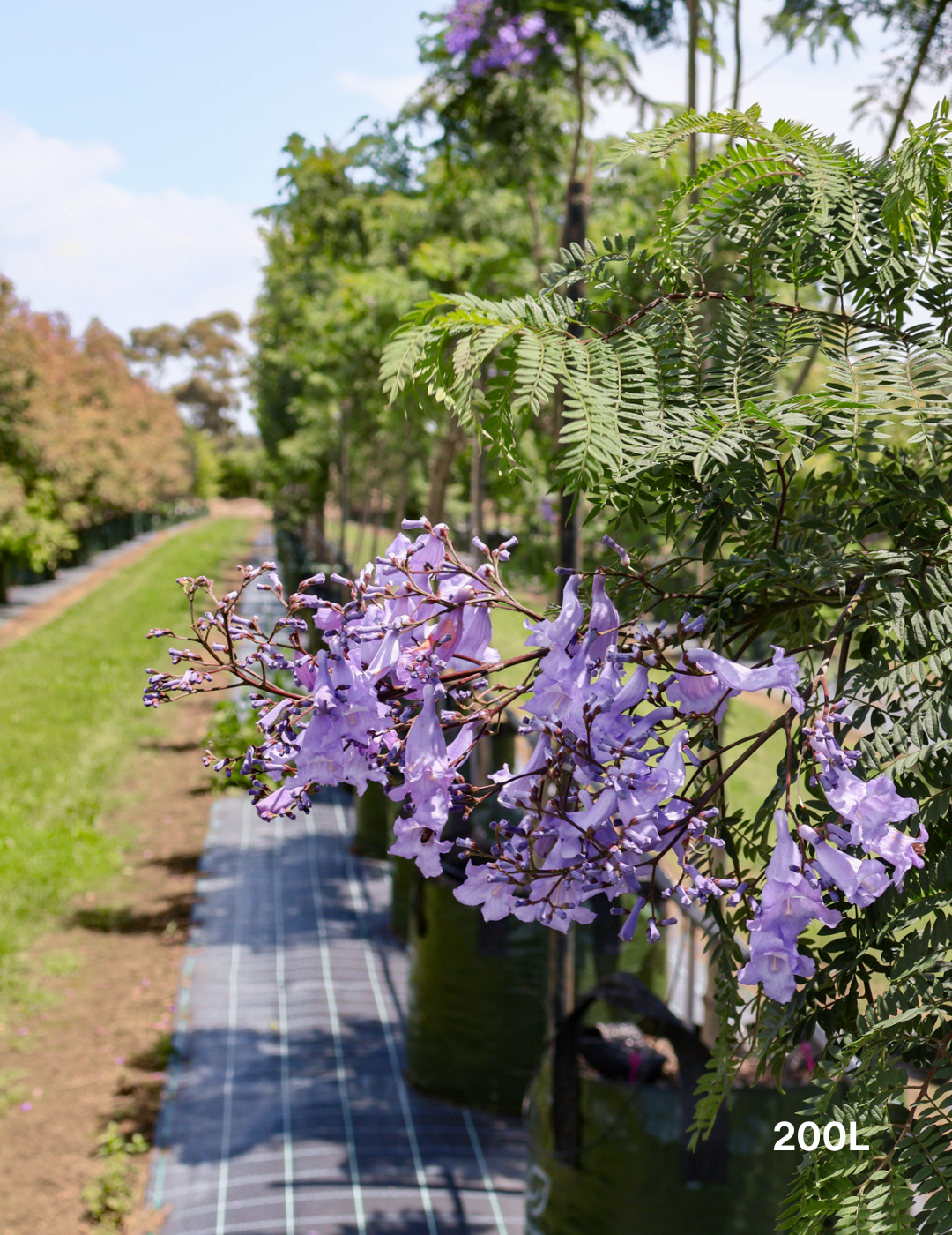 Jacaranda mimosifolia (Purple Flowering) - Evergreen Trees Direct