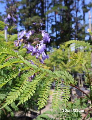 Jacaranda mimosifolia | Purple Flowering Feature Tree