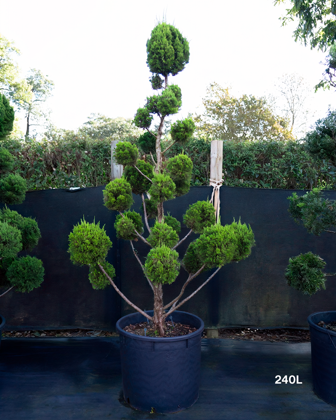 Juniperus chinensis 'Keteleeri' Cloud Pruned