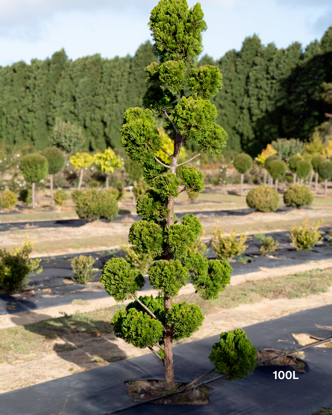 Juniperus chinensis 'Keteleeri' Cloud Pruned