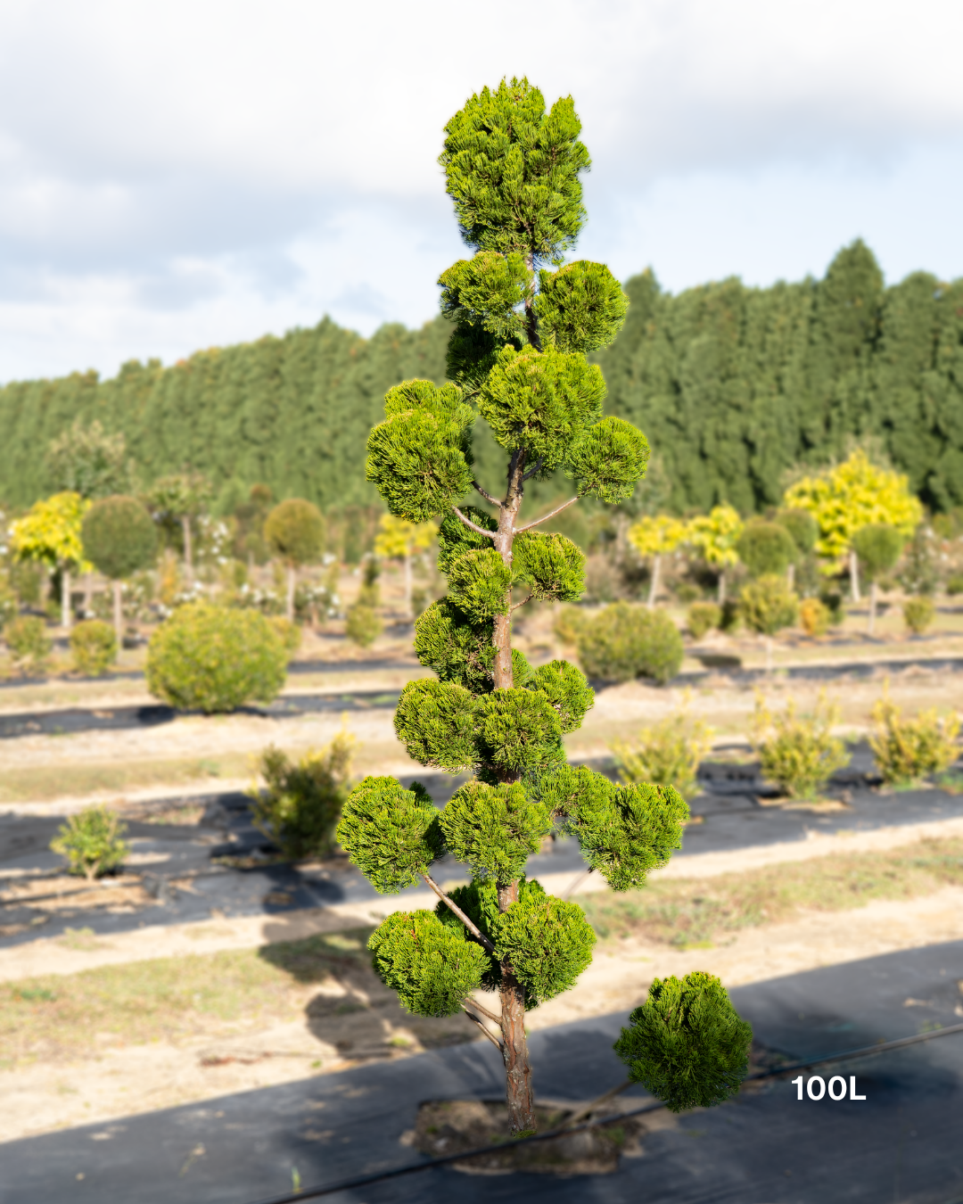 Juniperus chinensis 'Keteleeri' Cloud Pruned