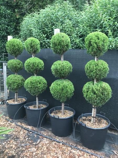 Juniperus chinensis 'Spartan' Triple Ball Form - Evergreen Trees Direct
