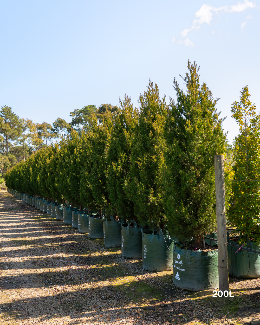 Juniperus chinensis 'Spartan'