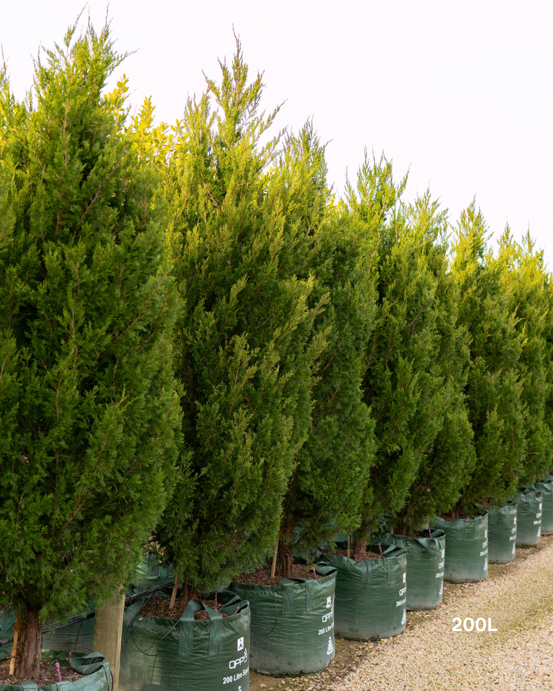 Juniperus chinensis 'Spartan'