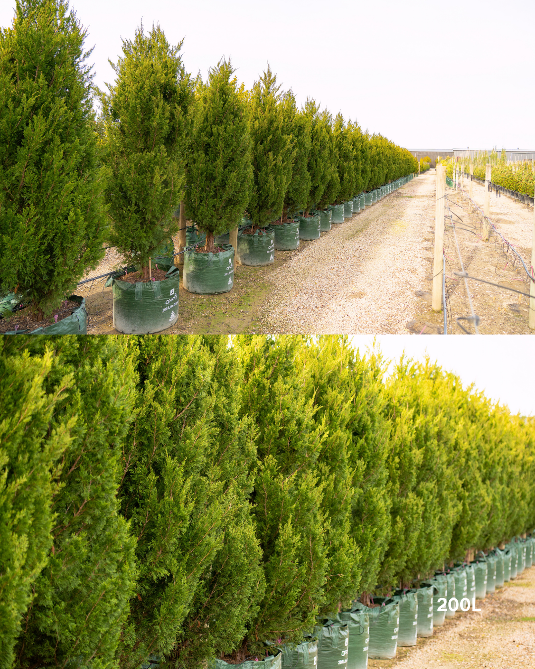 Juniperus chinensis 'Spartan'