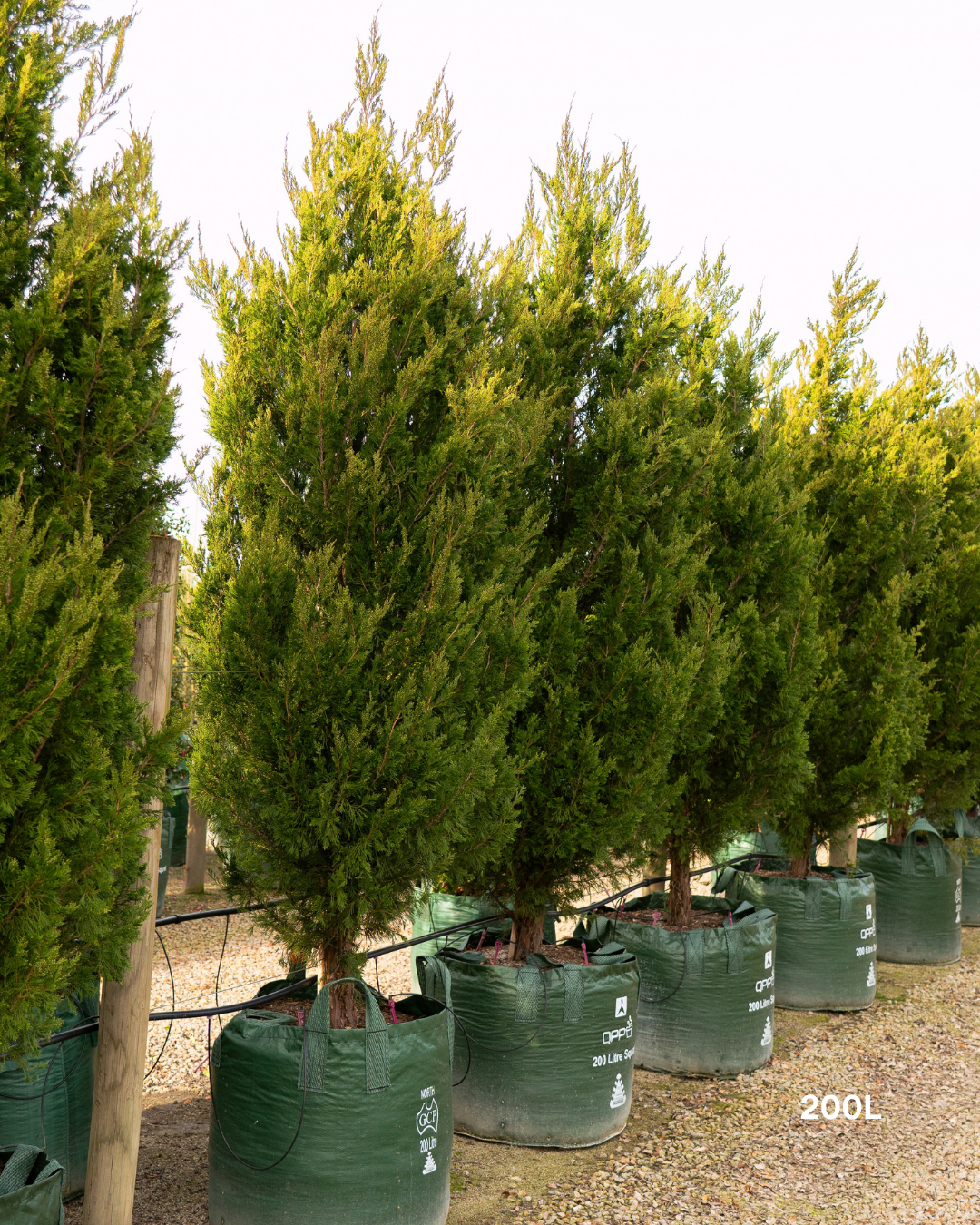 Juniperus chinensis 'Spartan'