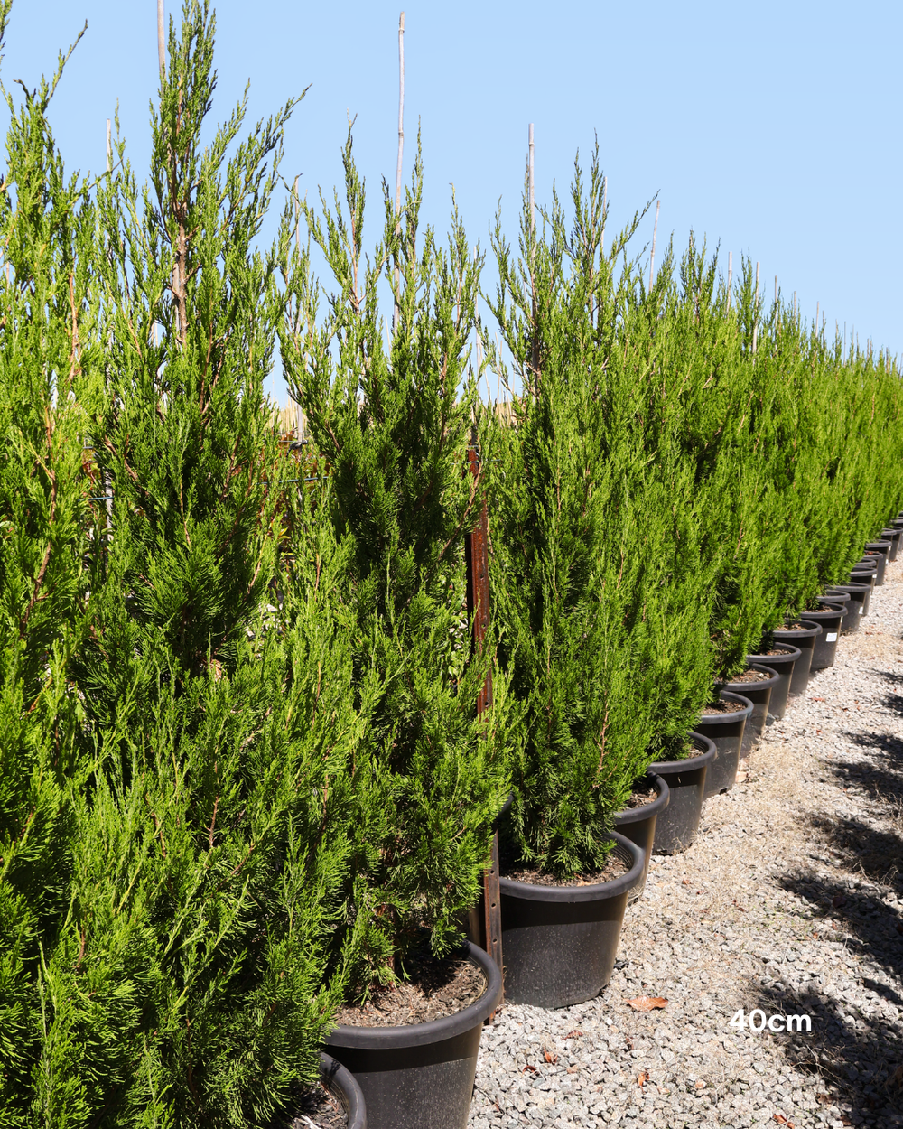 Juniperus chinensis 'Spartan'