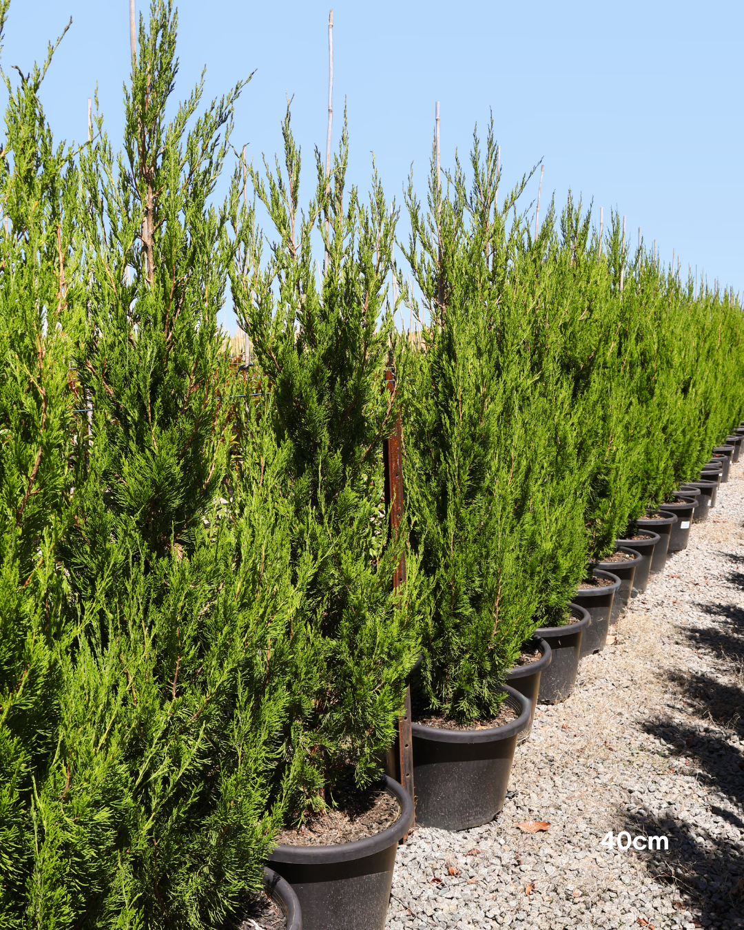 Juniperus chinensis 'Spartan'