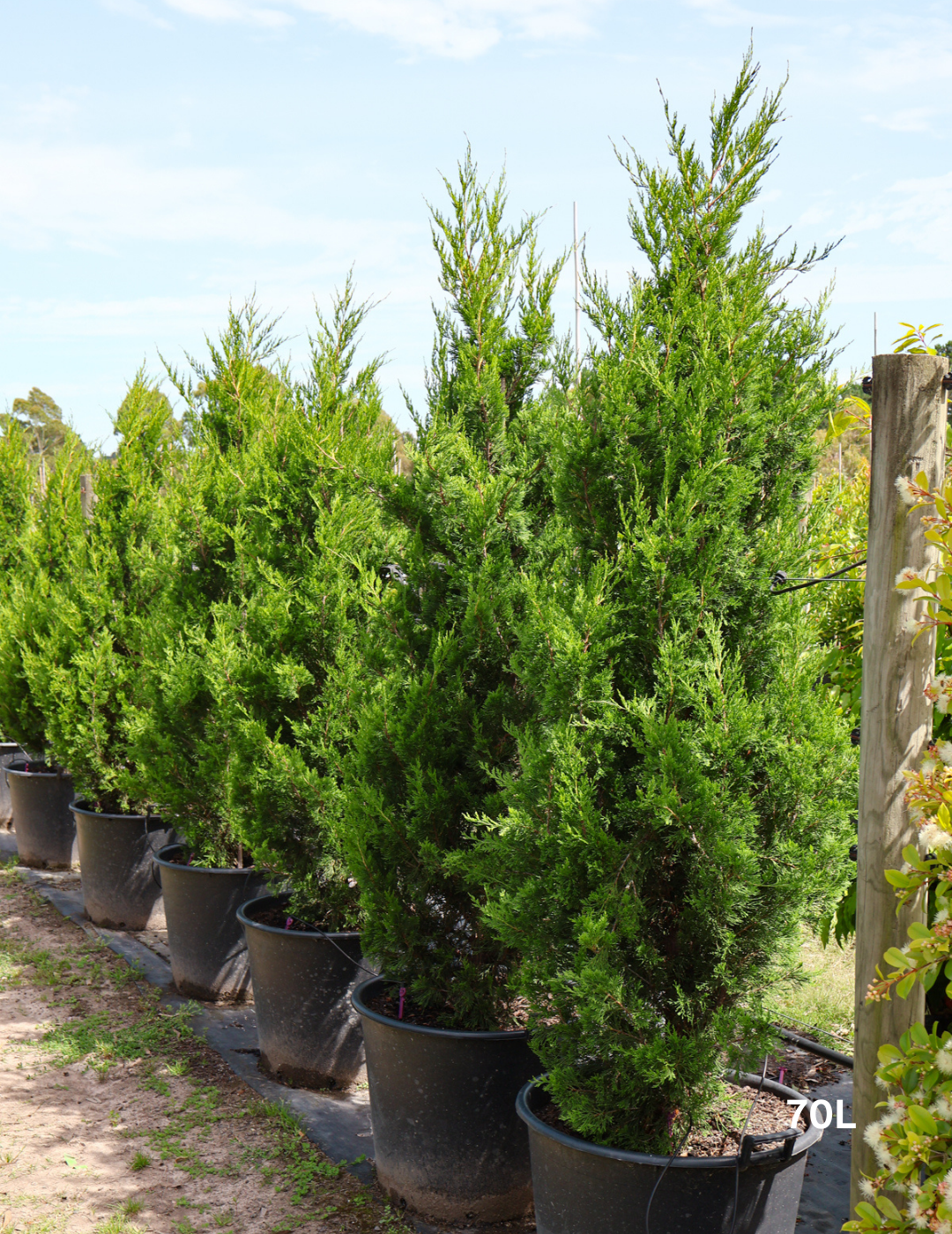 Juniperus chinensis 'Spartan' - Evergreen Trees Direct