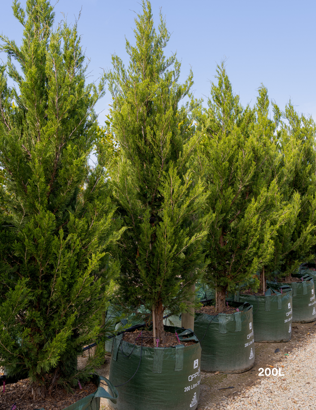 Juniperus chinensis 'Spartan'