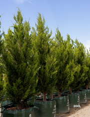 Juniperus chinensis 'Spartan' - Evergreen Trees Direct