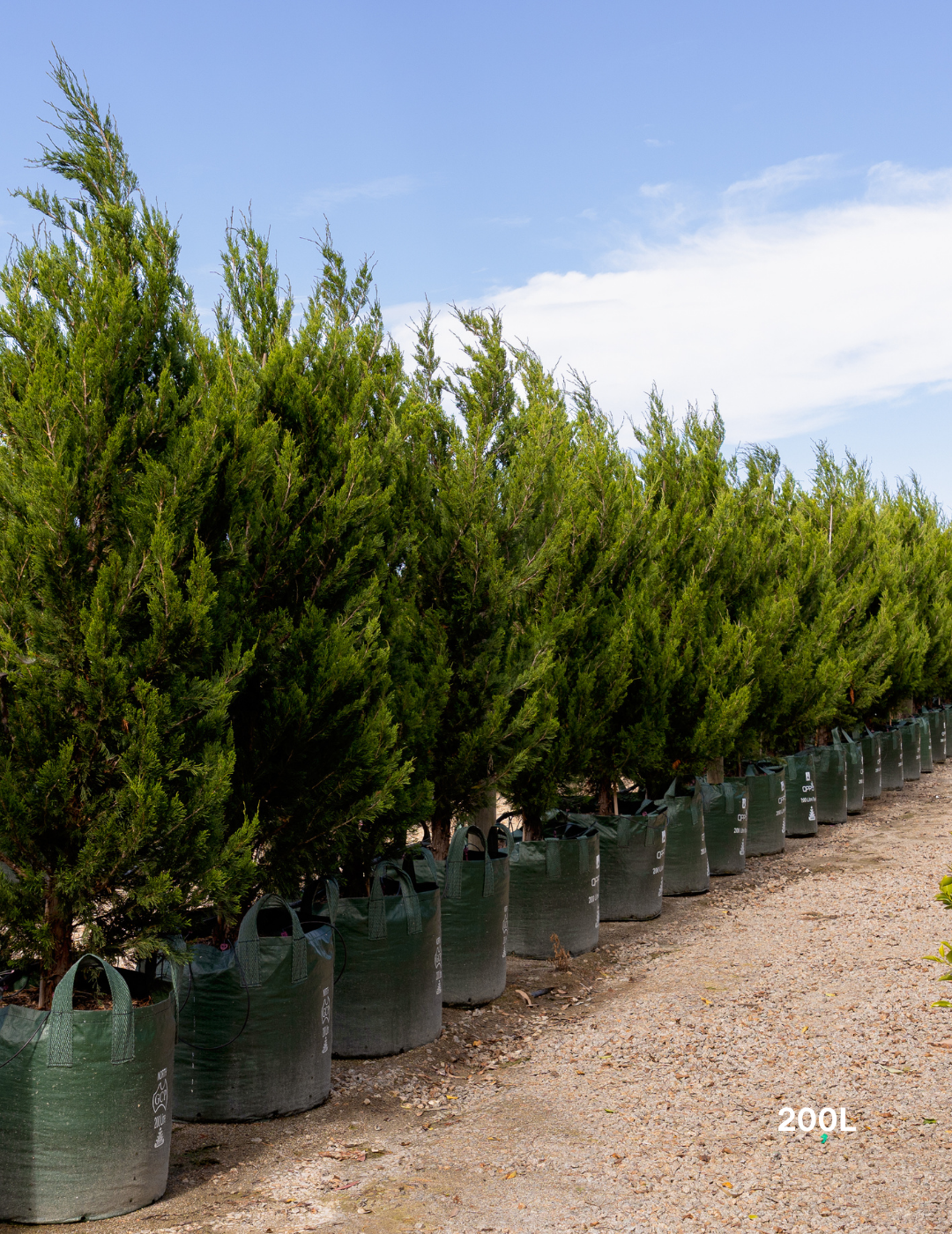 Juniperus chinensis 'Spartan'