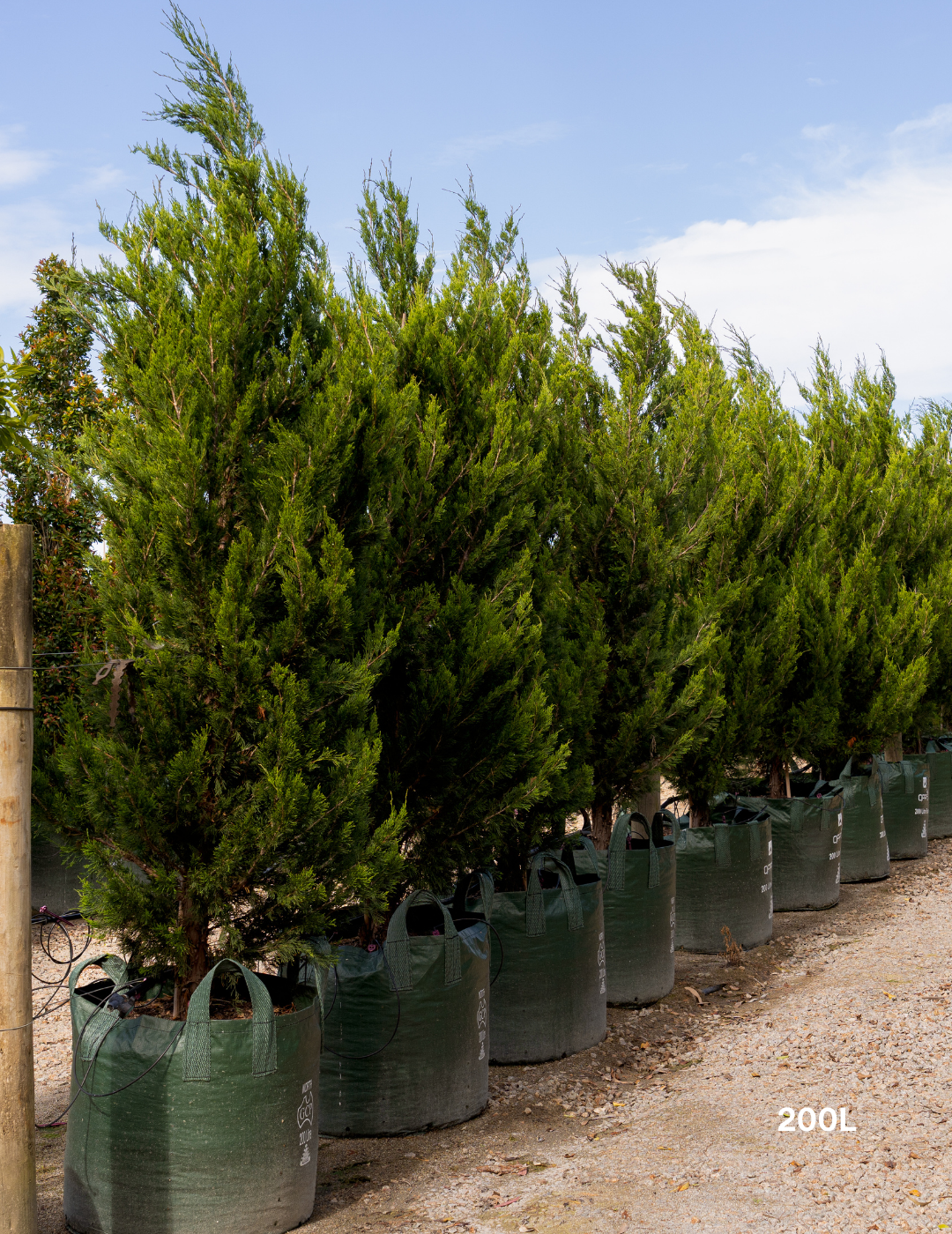 Juniperus chinensis 'Spartan' - Evergreen Trees Direct