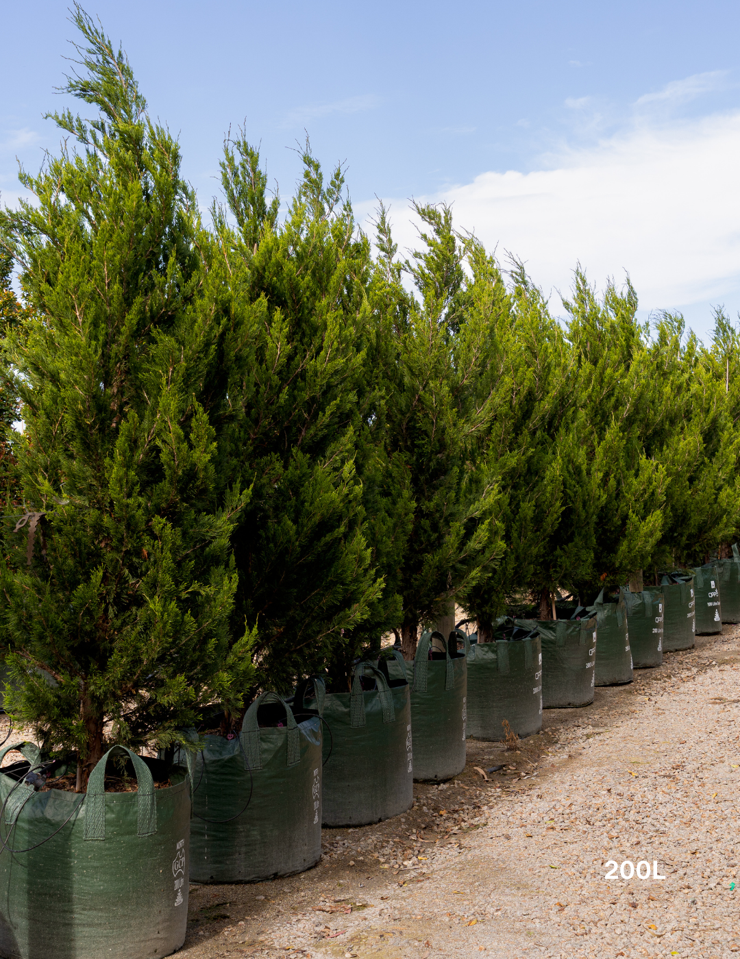 Juniperus chinensis 'Spartan'