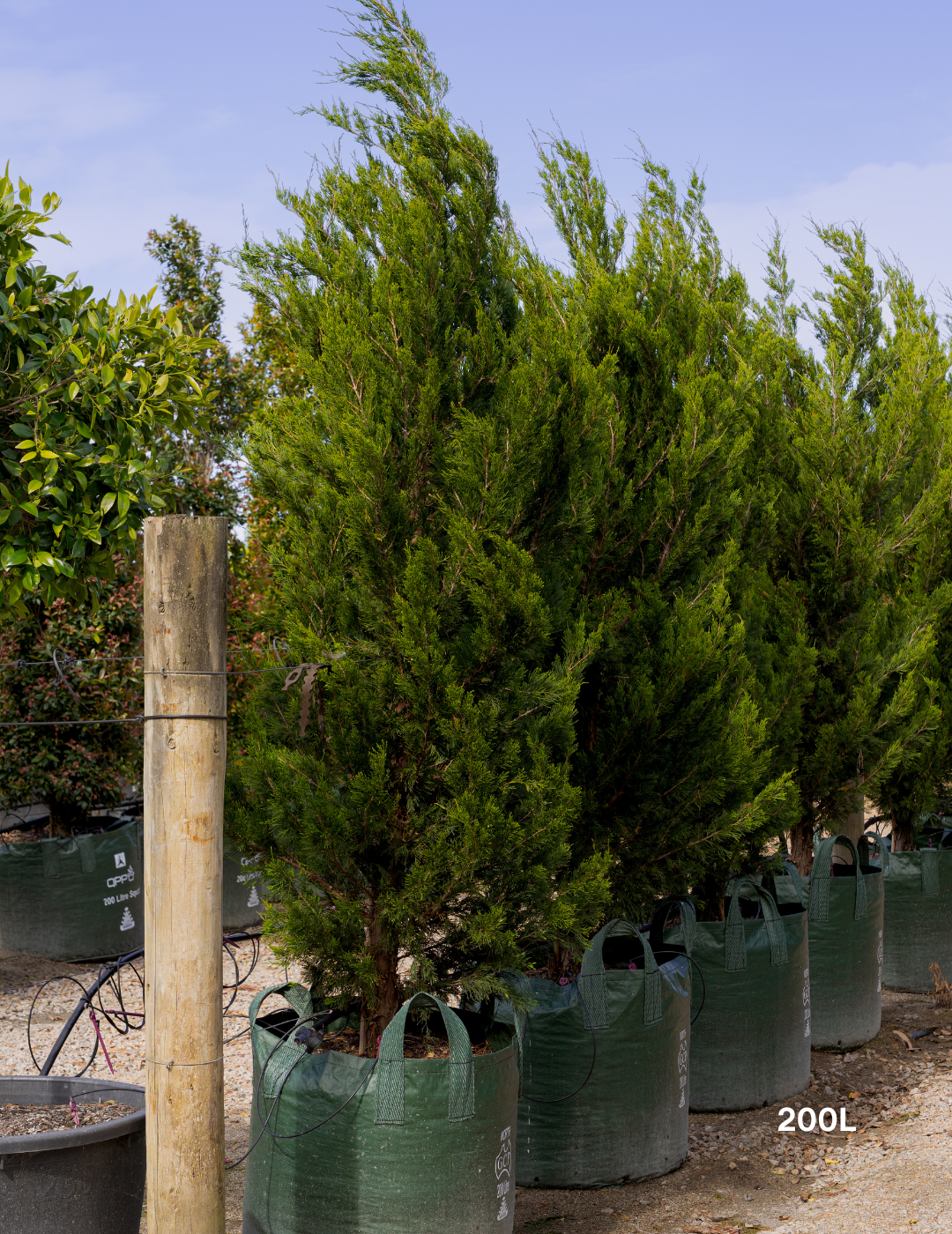 Juniperus chinensis 'Spartan' - Evergreen Trees Direct