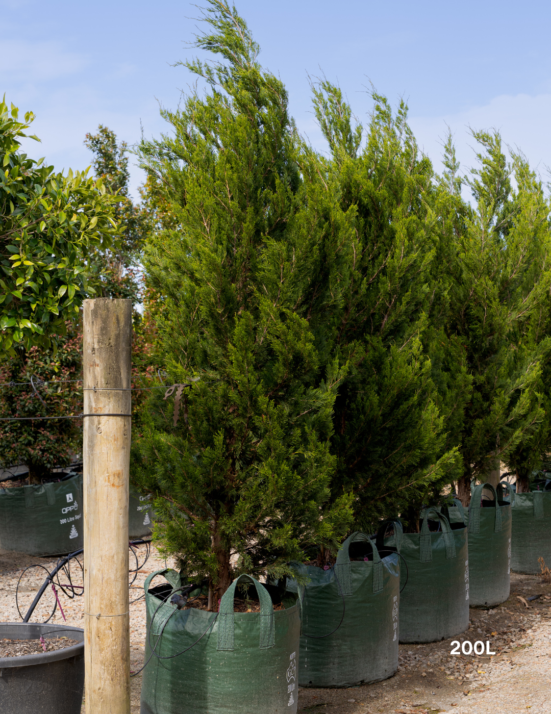 Juniperus chinensis 'Spartan' - Evergreen Trees Direct