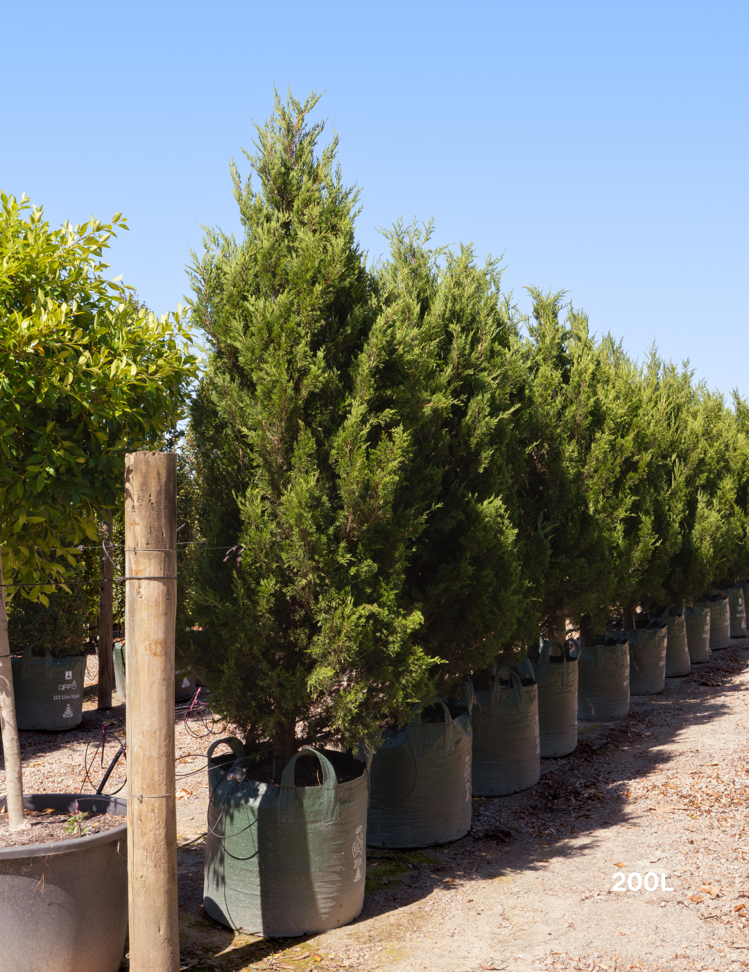 Juniperus chinensis 'Spartan' - Evergreen Trees Direct