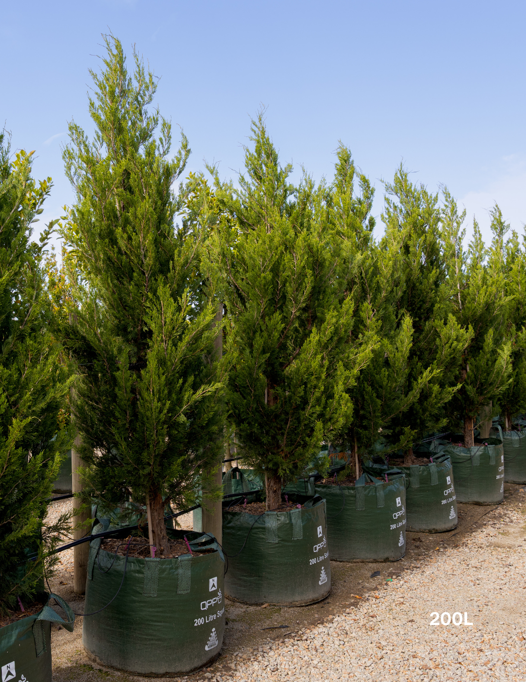 Juniperus chinensis 'Spartan'