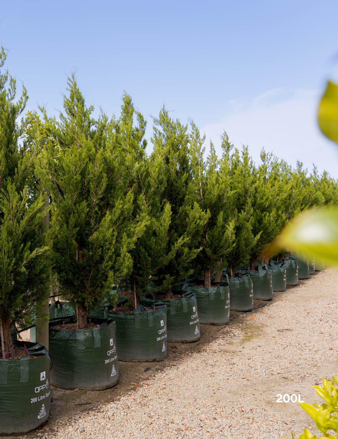 Juniperus chinensis 'Spartan' - Evergreen Trees Direct