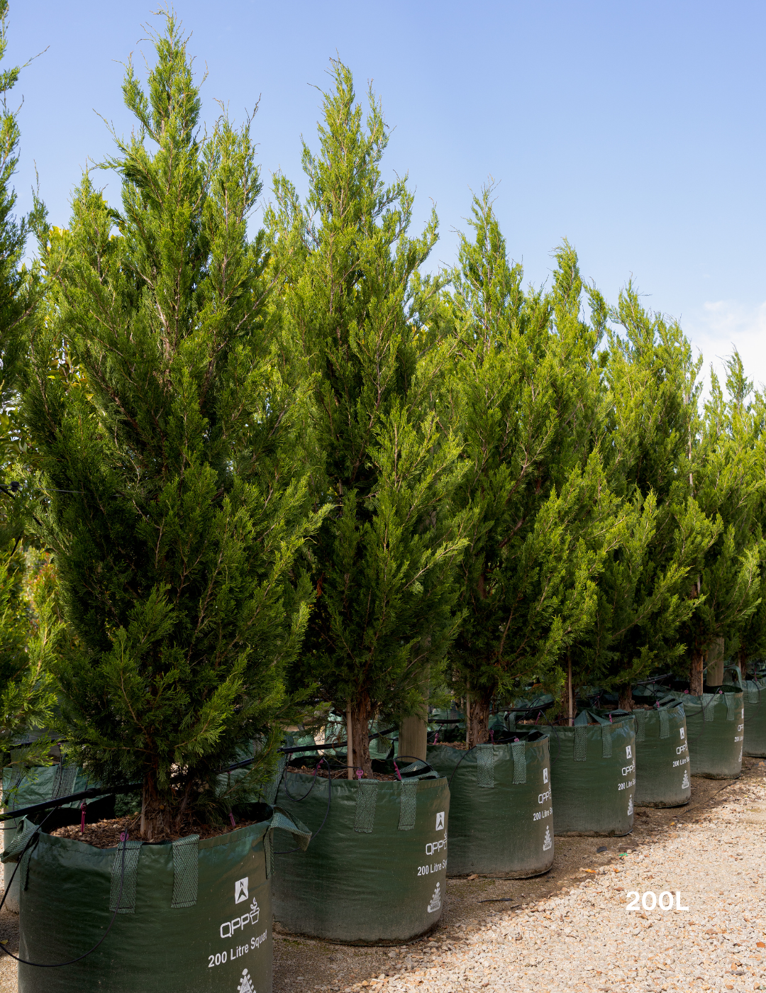 Juniperus chinensis 'Spartan'