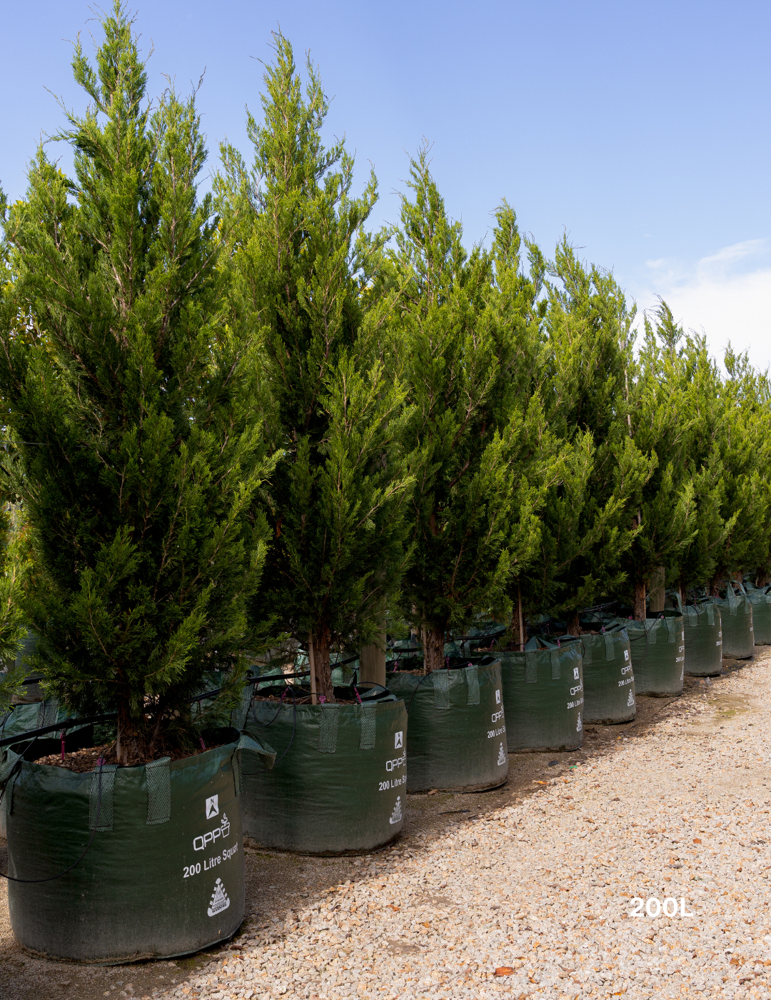 Juniperus chinensis 'Spartan'