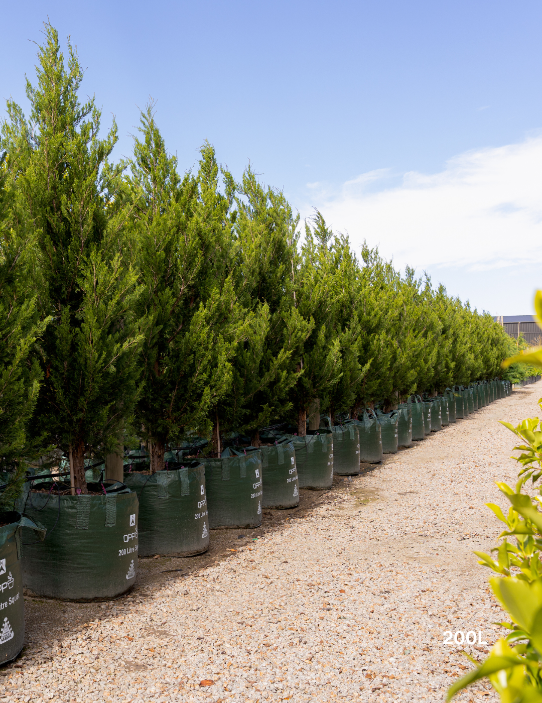 Juniperus chinensis 'Spartan' - Evergreen Trees Direct