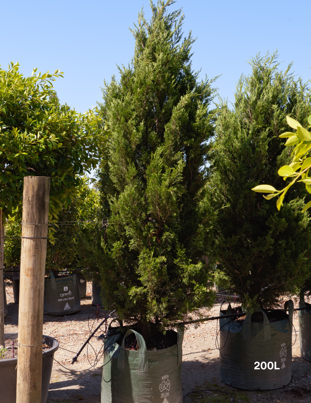 Juniperus chinensis 'Spartan' - Evergreen Trees Direct