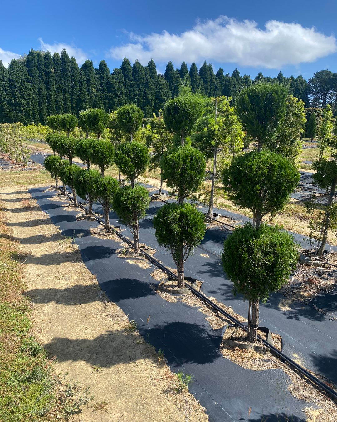 Evergreen Trees Direct
