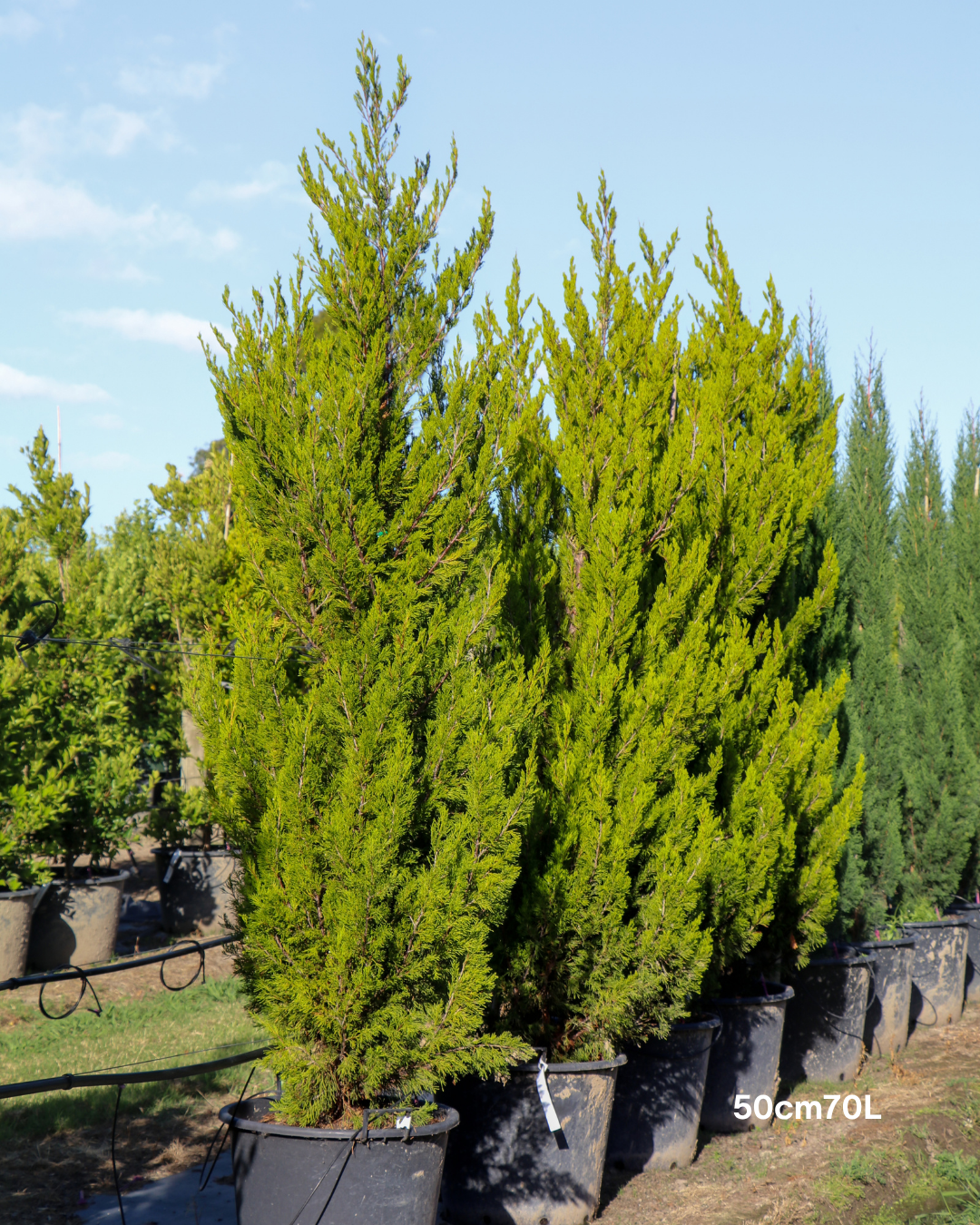 Juniperus chinensis 'Spartan'