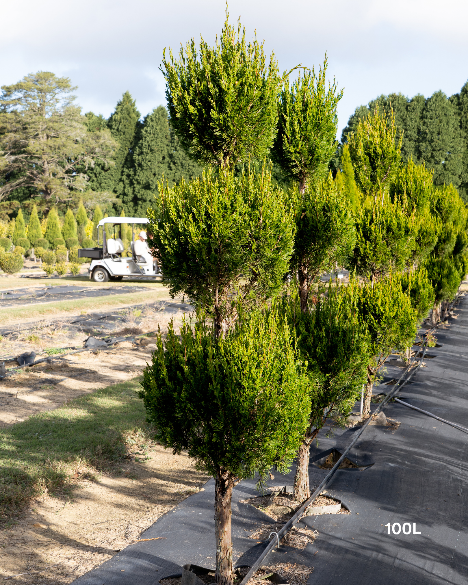 Juniperus virginiana 'Spartan' Triple Balls