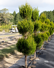 Juniperus virginiana 'Spartan' Triple Balls