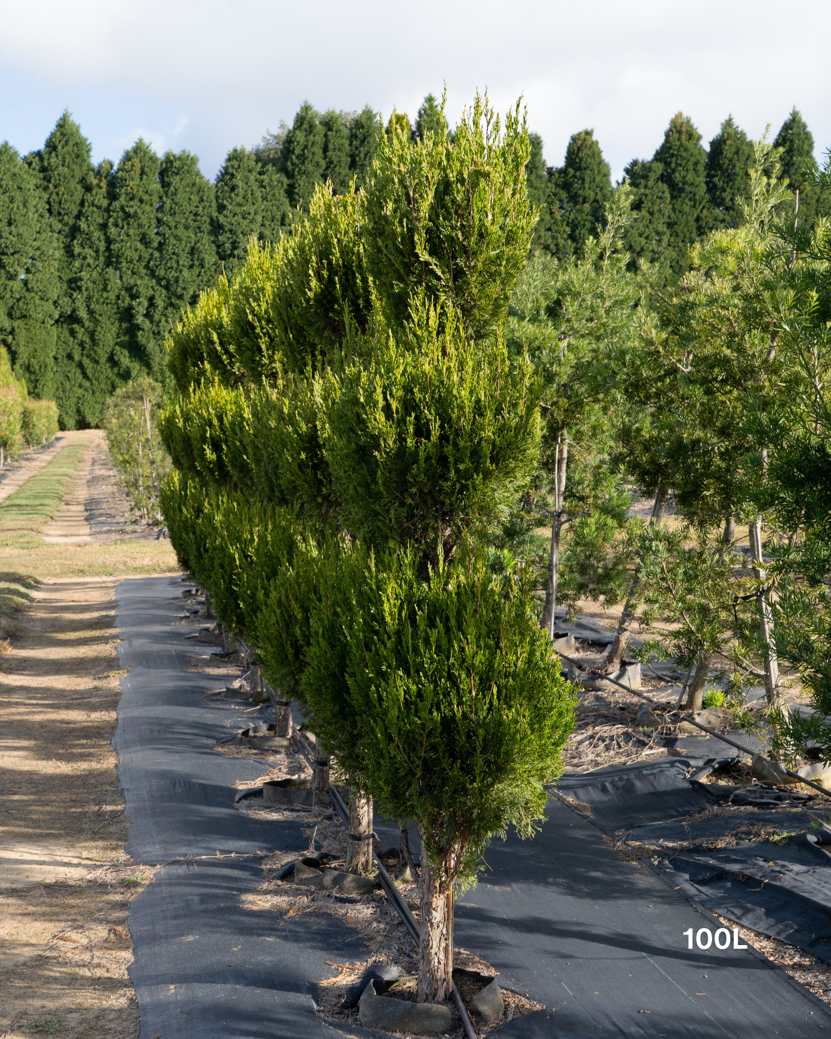 Juniperus virginiana 'Spartan' Triple Balls